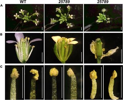 Hydroxyproline-O-Galactosyltransferases Synthesizing Type II Arabinogalactans Are Essential for Male Gametophytic Development in Arabidopsis